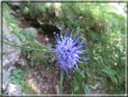foto Fiori
